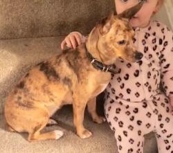 Lost Female Dog last seen Larch road, West Midlands, England DY6 8DG