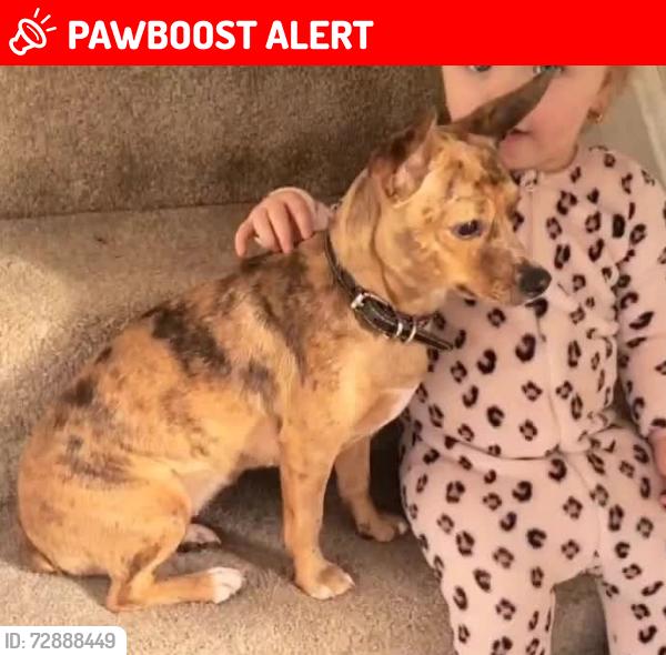 Lost Female Dog last seen Larch road, West Midlands, England DY6 8DG