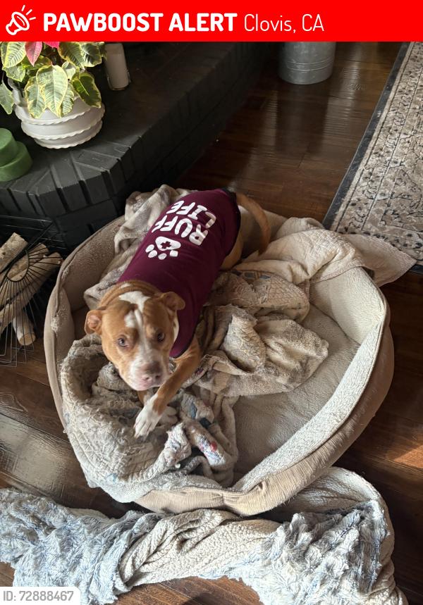 Lost Male Dog last seen Armstrong and Gettysburg , Clovis, CA 93611