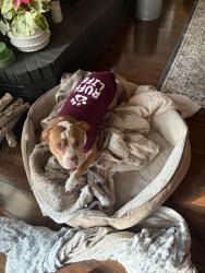 Lost Male Dog last seen Armstrong and Gettysburg , Clovis, CA 93611