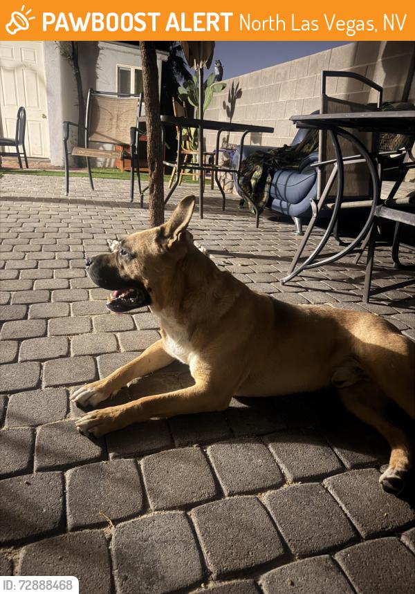 Found/Stray Male Dog last seen Ann road & MLK, North Las Vegas, NV 89031