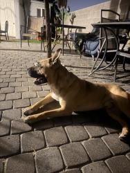 Found/Stray Male Dog last seen Ann road & MLK, North Las Vegas, NV 89031