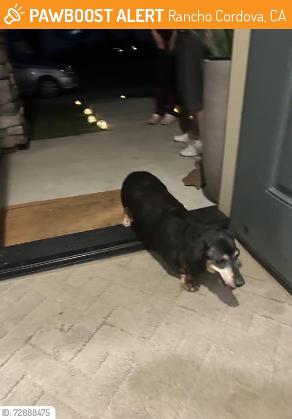 Found/Stray Female Dog last seen Douglas Rd, Rancho Cordova, CA 95742