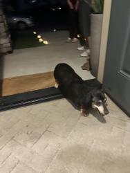 Found/Stray Female Dog last seen Douglas Rd, Rancho Cordova, CA 95742