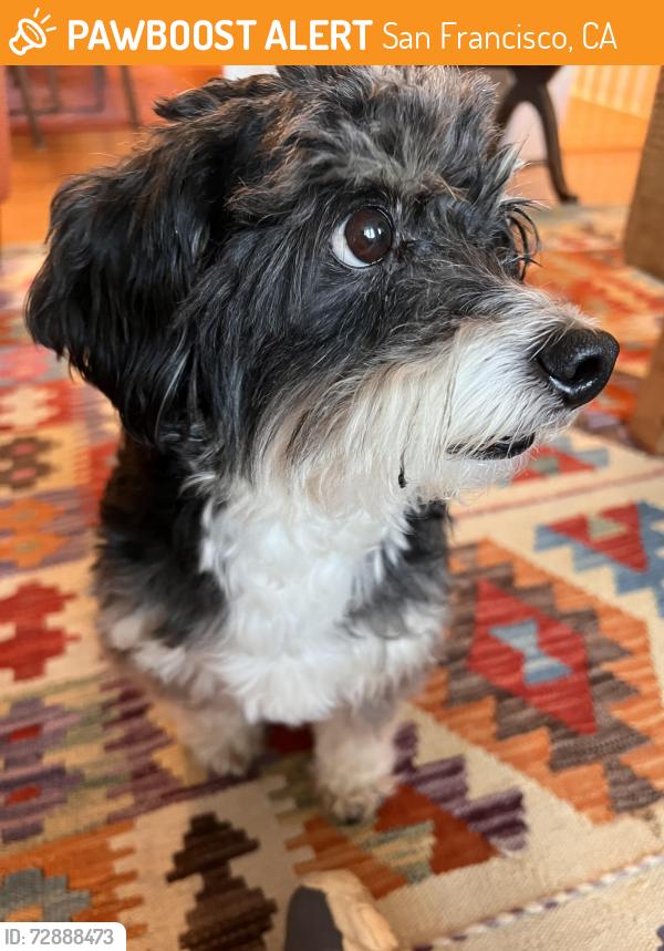 Found/Stray Male Dog last seen 25th and Hoffman , San Francisco, CA 94114
