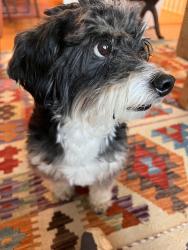 Found/Stray Male Dog last seen 25th and Hoffman , San Francisco, CA 94114