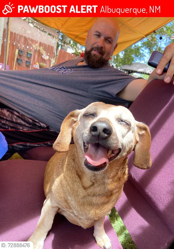 Lost Female Dog last seen John adams middle school, Albuquerque, NM 87105