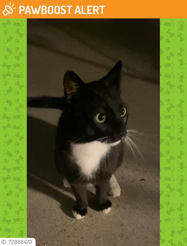 Found/Stray Unknown Cat last seen Via Belardes and Calle Lucana , San Juan Capistrano, CA 92675