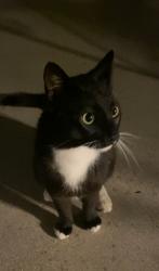 Found/Stray Unknown Cat last seen Via Belardes and Calle Lucana , San Juan Capistrano, CA 92675