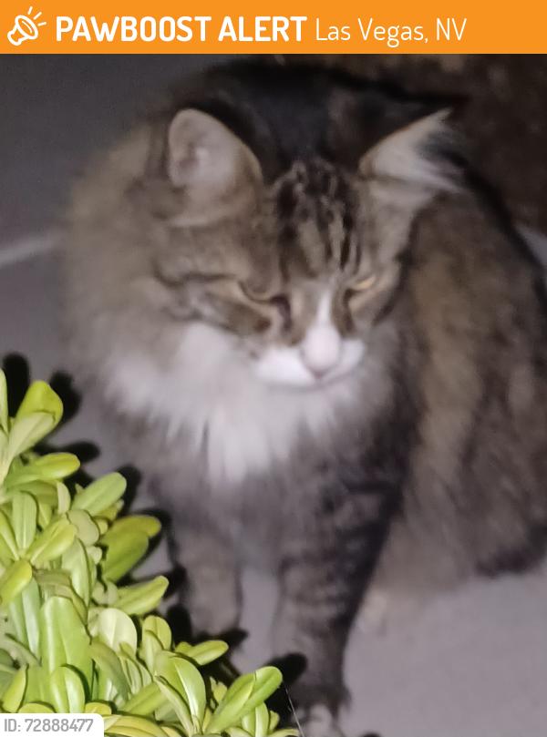 Found/Stray Unknown Cat last seen Warmbreeze and Gowan , Las Vegas, NV 89129