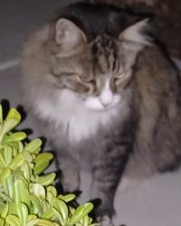Found/Stray Unknown Cat last seen Warmbreeze and Gowan , Las Vegas, NV 89129