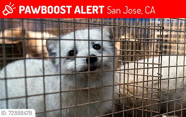 Lost Female Dog last seen Taylor st. N 16th, San Jose, CA 95112