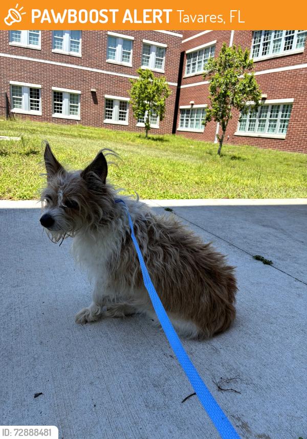 Found/Stray Male Dog last seen School , Tavares, FL 32778
