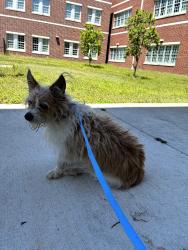 Found/Stray Male Dog last seen School , Tavares, FL 32778