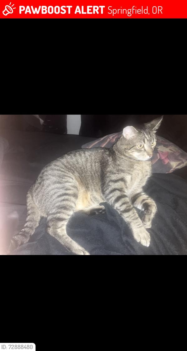 Lost Male Cat last seen 39th street, Springfield, OR 97478