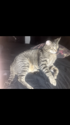 Lost Male Cat last seen 39th street, Springfield, OR 97478