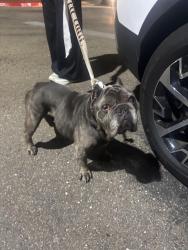 Found/Stray Male Dog last seen Voyager circle, San Diego, CA 92014