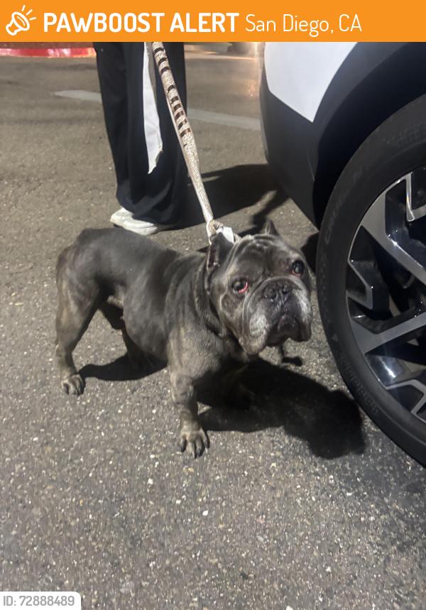 Found/Stray Male Dog last seen Voyager circle, San Diego, CA 92014