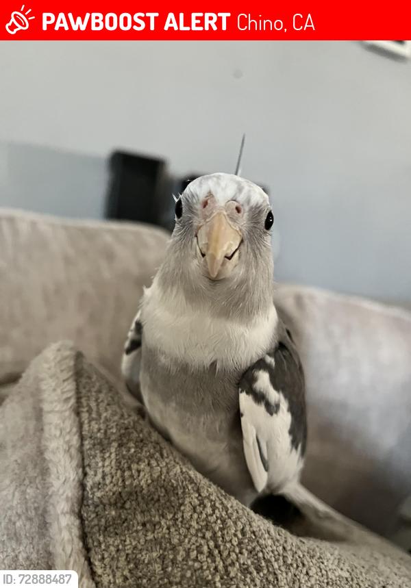 Lost Unknown Bird last seen Norton Ave, Chino, CA 91710