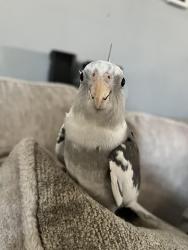Lost Unknown Bird last seen Norton Ave, Chino, CA 91710