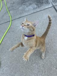 Found/Stray Male Cat last seen Country walk, Harris County, TX 77379