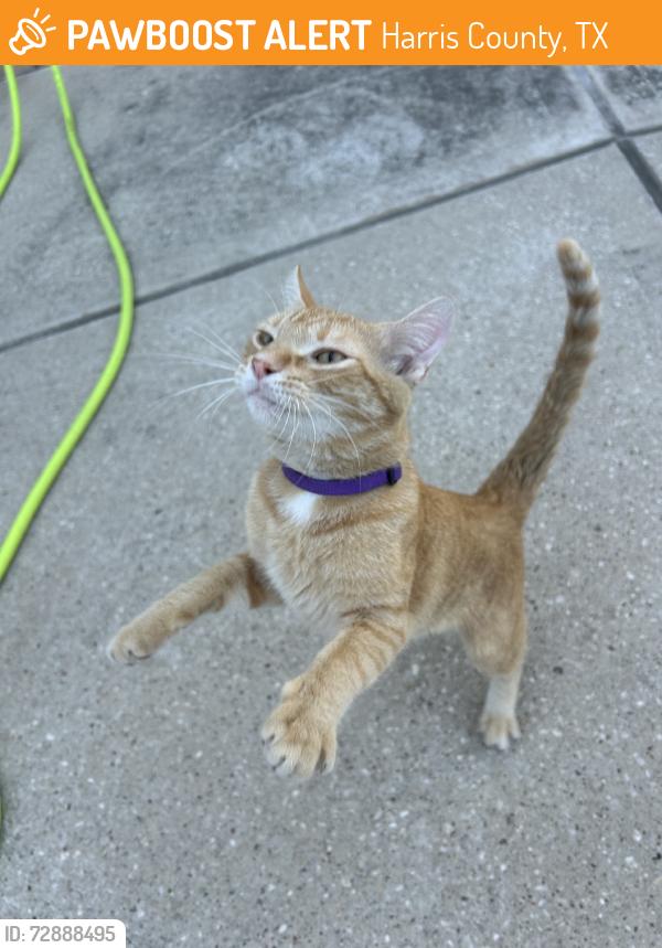 Found/Stray Male Cat last seen Country walk, Harris County, TX 77379