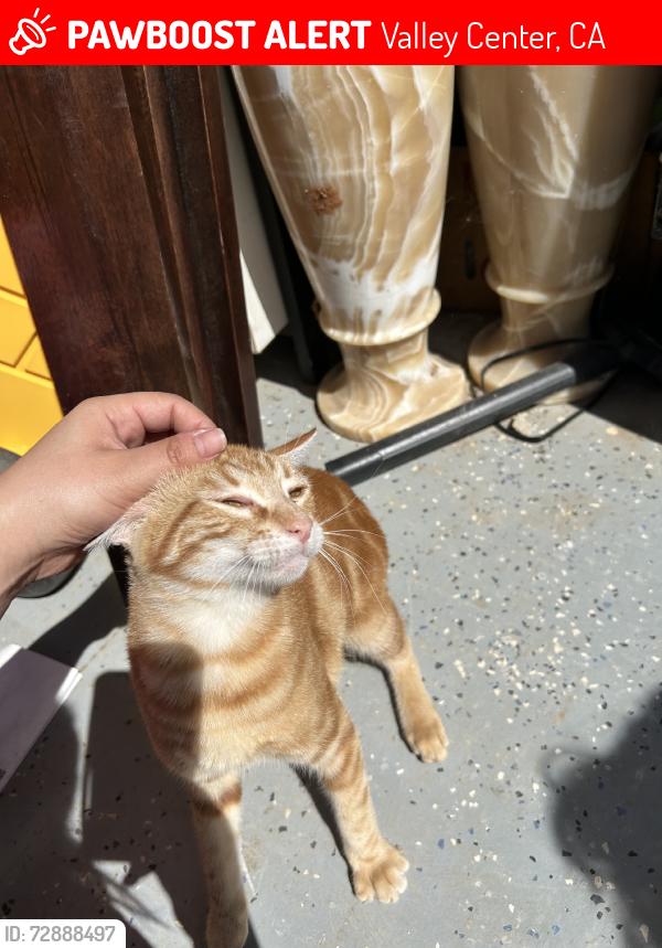 Lost Male Cat last seen Rosette run, Valley Center, CA 92082