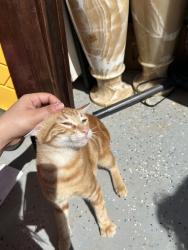 Lost Male Cat last seen Rosette run, Valley Center, CA 92082