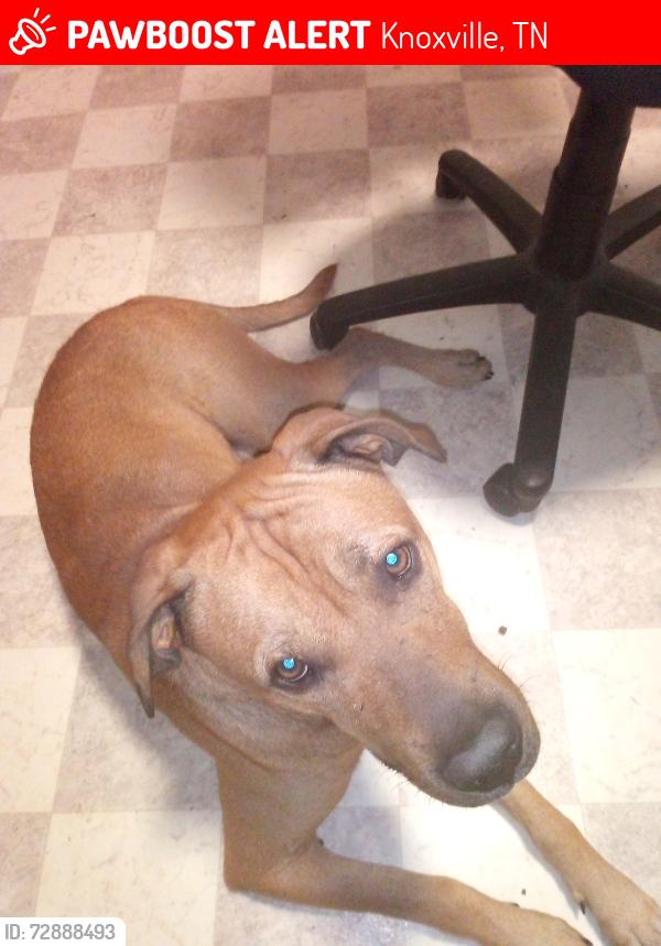 Lost Male Dog last seen Reagon Rd, Knoxville, TN 37931