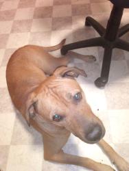 Lost Male Dog last seen Reagon Rd, Knoxville, TN 37931
