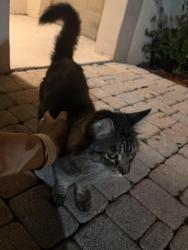 Found/Stray Unknown Cat last seen Pembroke cove , Pembroke Pines, FL 33025
