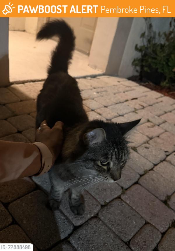 Found/Stray Unknown Cat last seen Pembroke cove , Pembroke Pines, FL 33025