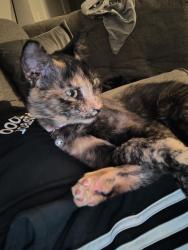 Lost Female Cat last seen Raymond rd, Madera, CA 93638