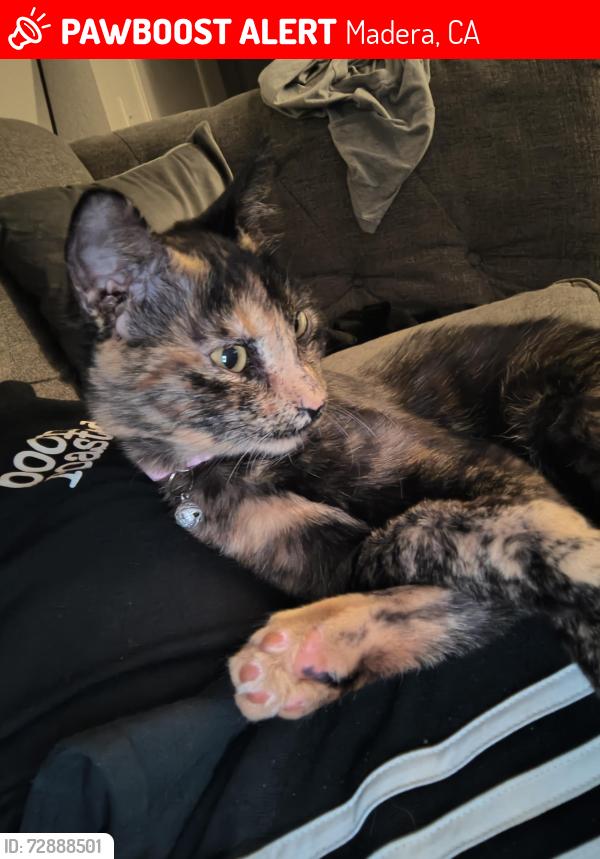 Lost Female Cat last seen Raymond rd, Madera, CA 93638