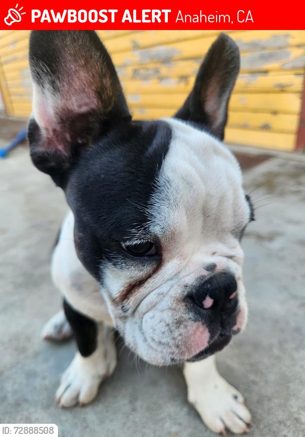 Lost Female Dog last seen South st and olive st. Anaheim , Anaheim, CA 92805