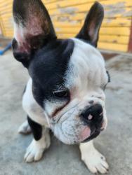 Lost Female Dog last seen South st and olive st. Anaheim , Anaheim, CA 92805