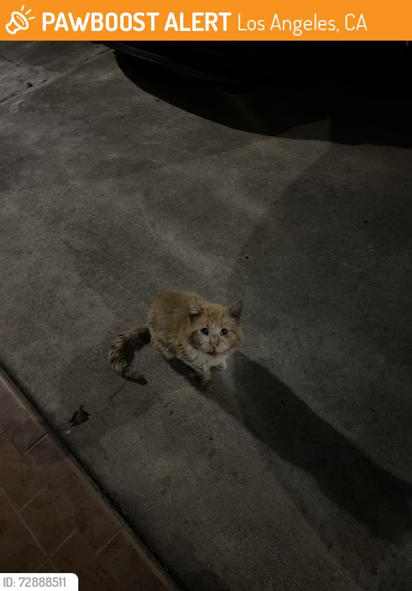 Found/Stray Unknown Cat last seen Ranchito and Cantlay , Los Angeles, CA 91405