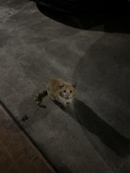 Found/Stray Unknown Cat last seen Ranchito and Cantlay , Los Angeles, CA 91405