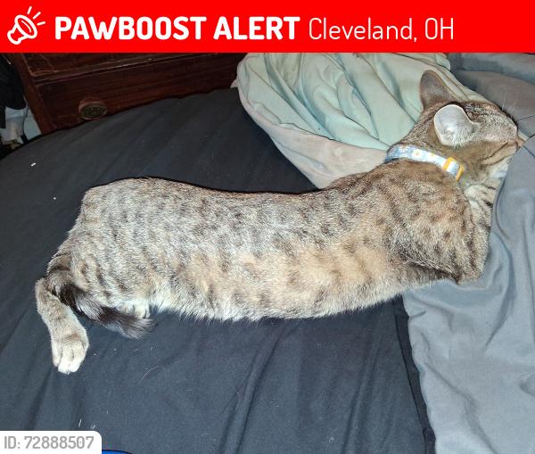 Lost Female Cat last seen E.79th and Hough, Cleveland, OH 44103
