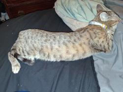 Lost Female Cat last seen E.79th and Hough, Cleveland, OH 44103