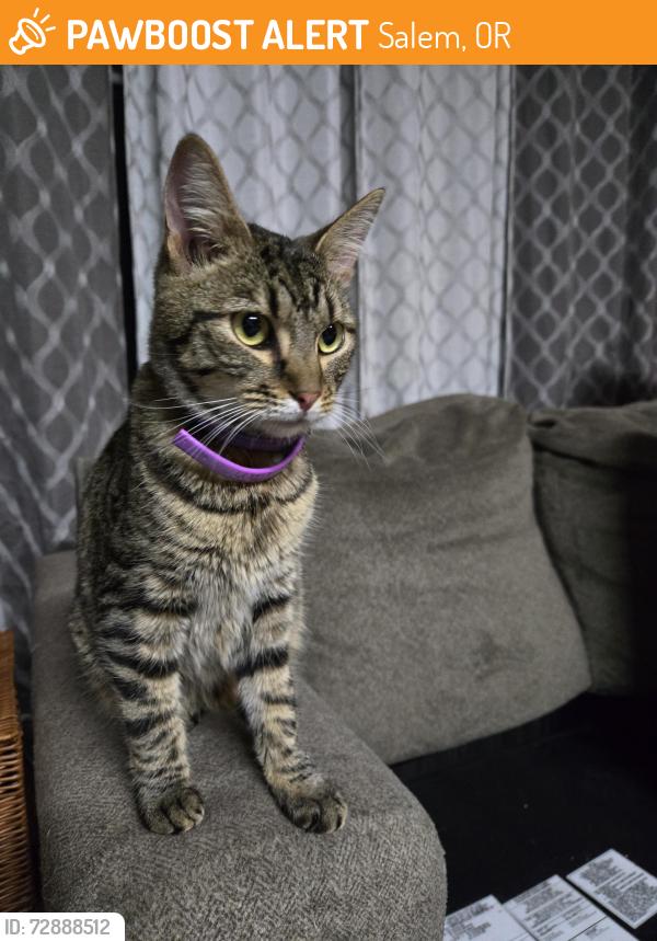 Found/Stray Female Cat last seen Caplinger and Kauai St, Salem, OR 97317
