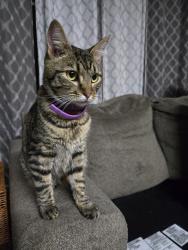 Found/Stray Female Cat last seen Caplinger and Kauai St, Salem, OR 97317