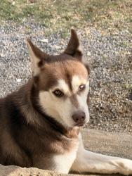 Lost Female Dog last seen Blockhouse , Maryville, TN 37803
