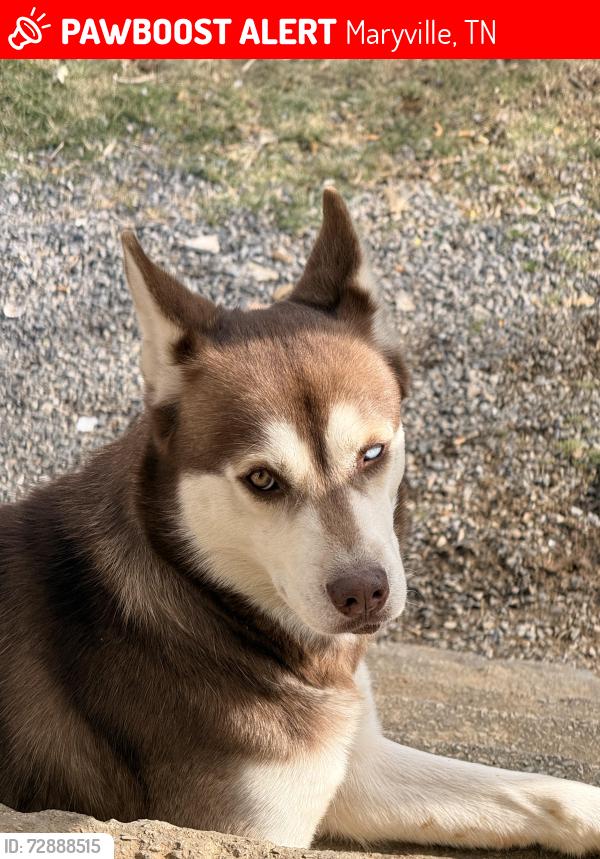 Lost Female Dog last seen Blockhouse , Maryville, TN 37803