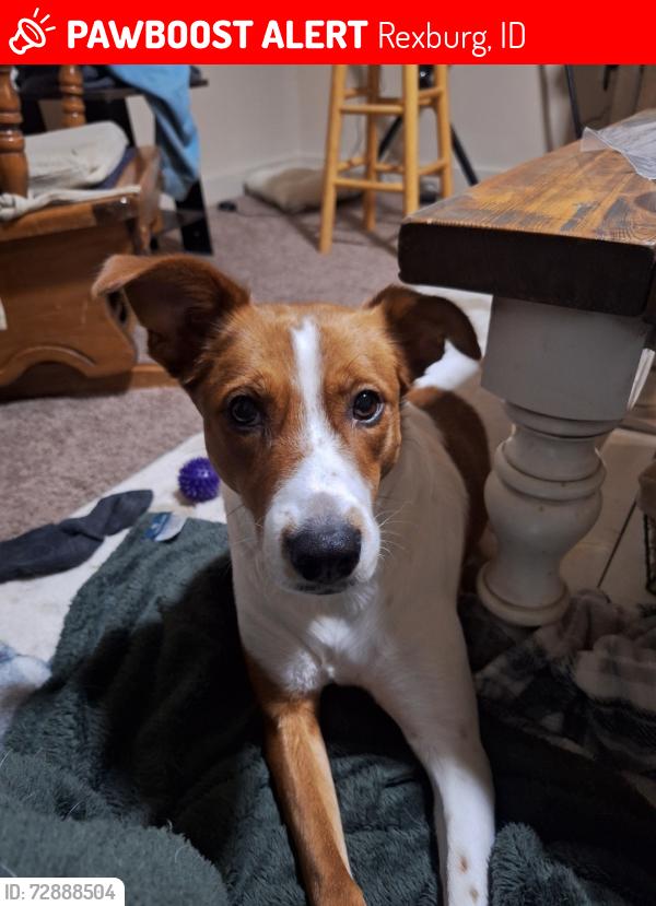 Lost Female Dog last seen Jerry Ave near Hidden Valley Park, close streets are Dell Dr, Palmer Cir, and Vale Ln, Rexburg, ID 83440