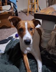 Lost Female Dog last seen Jerry Ave near Hidden Valley Park, close streets are Dell Dr, Palmer Cir, and Vale Ln, Rexburg, ID 83440