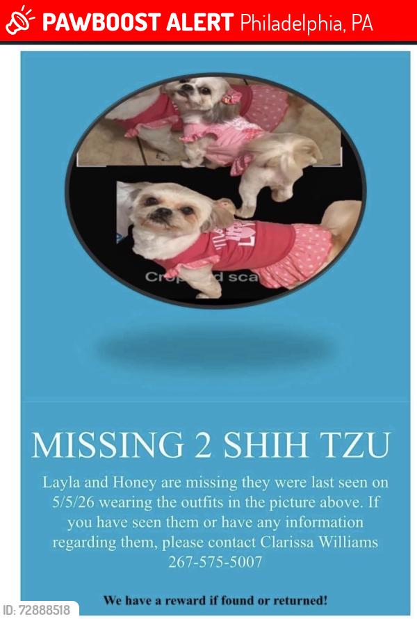 Lost Female Dog last seen Masher St and Tabor Rd, Philadelphia, PA 19120