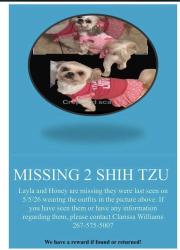 Lost Female Dog last seen Masher St and Tabor Rd, Philadelphia, PA 19120