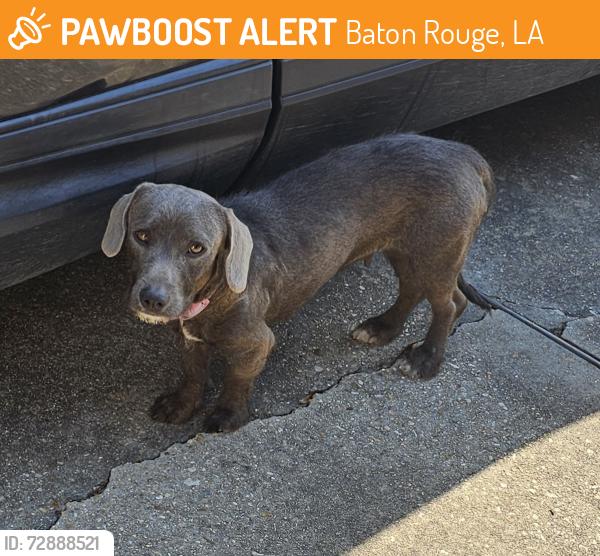Found/Stray Female Dog last seen Crossgate subdivision Baton Rouge, La 70817, Baton Rouge, LA 70817