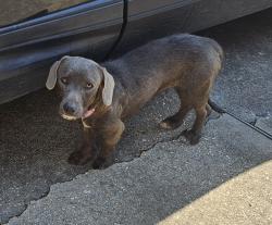 Found/Stray Female Dog last seen Crossgate subdivision Baton Rouge, La 70817, Baton Rouge, LA 70817